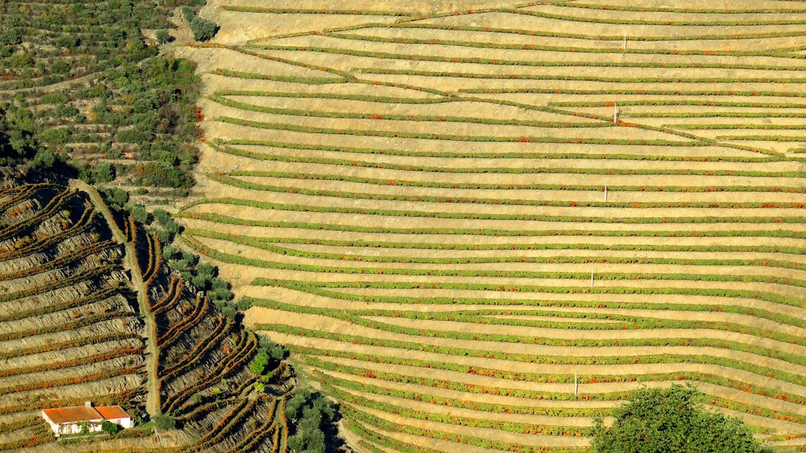 Porto to the Douro Valley Road Trip (2 Days)