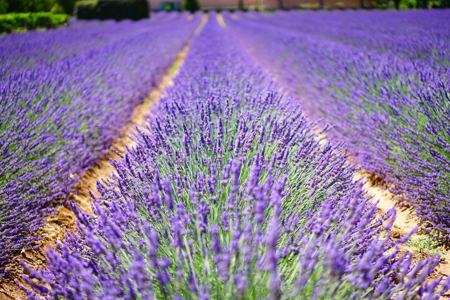 Provence Road Trip: Avignon to the Verdon Gorge (4 Days)