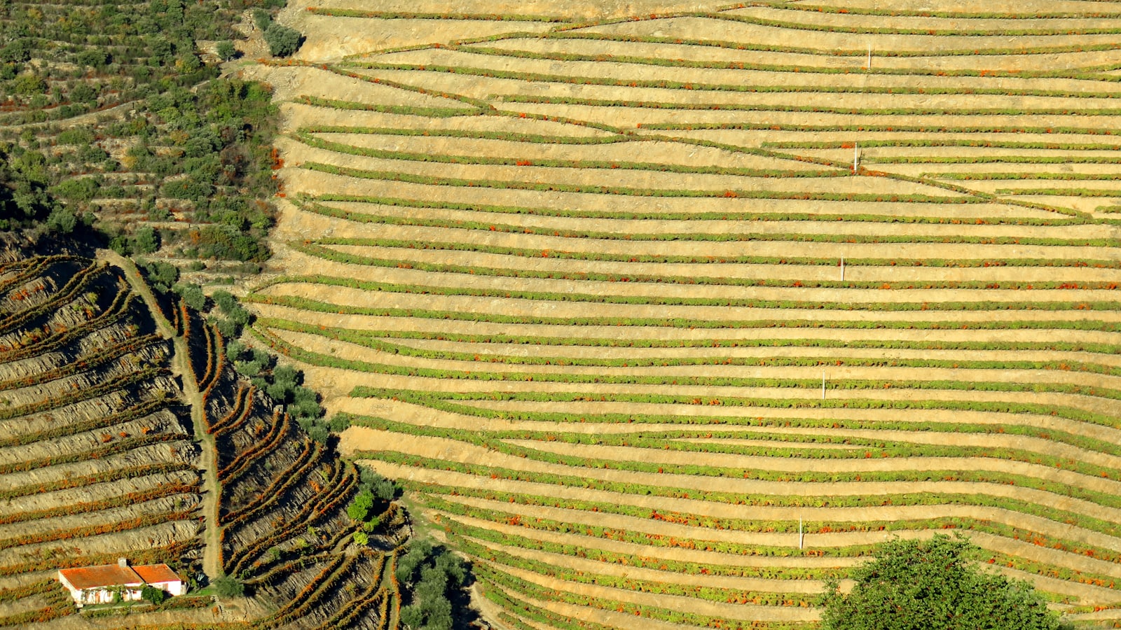 Porto to the Douro Valley Road Trip (2 Days)